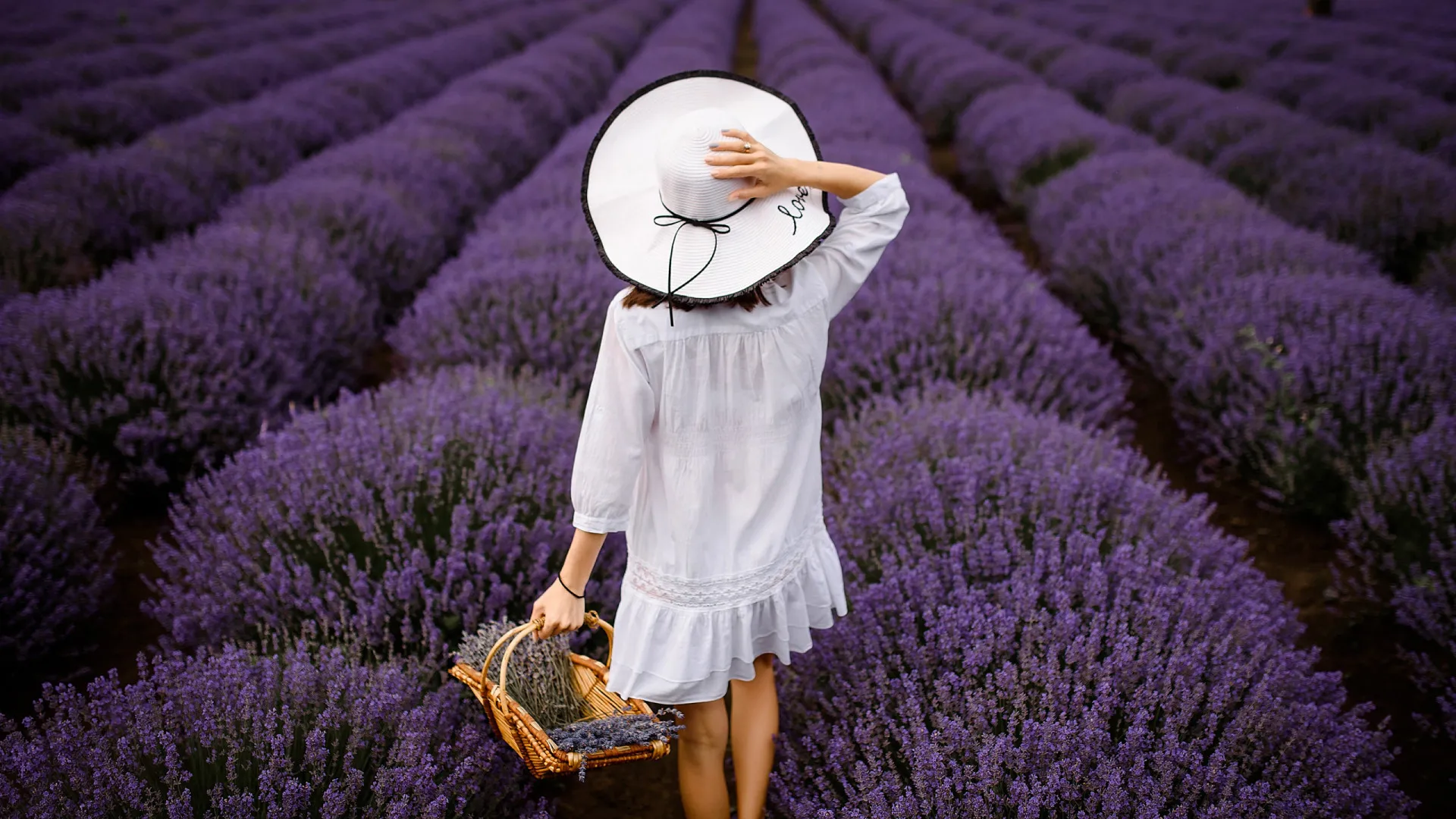 França se cobre de lavanda: onde ver os campos floridos em 2025 - img