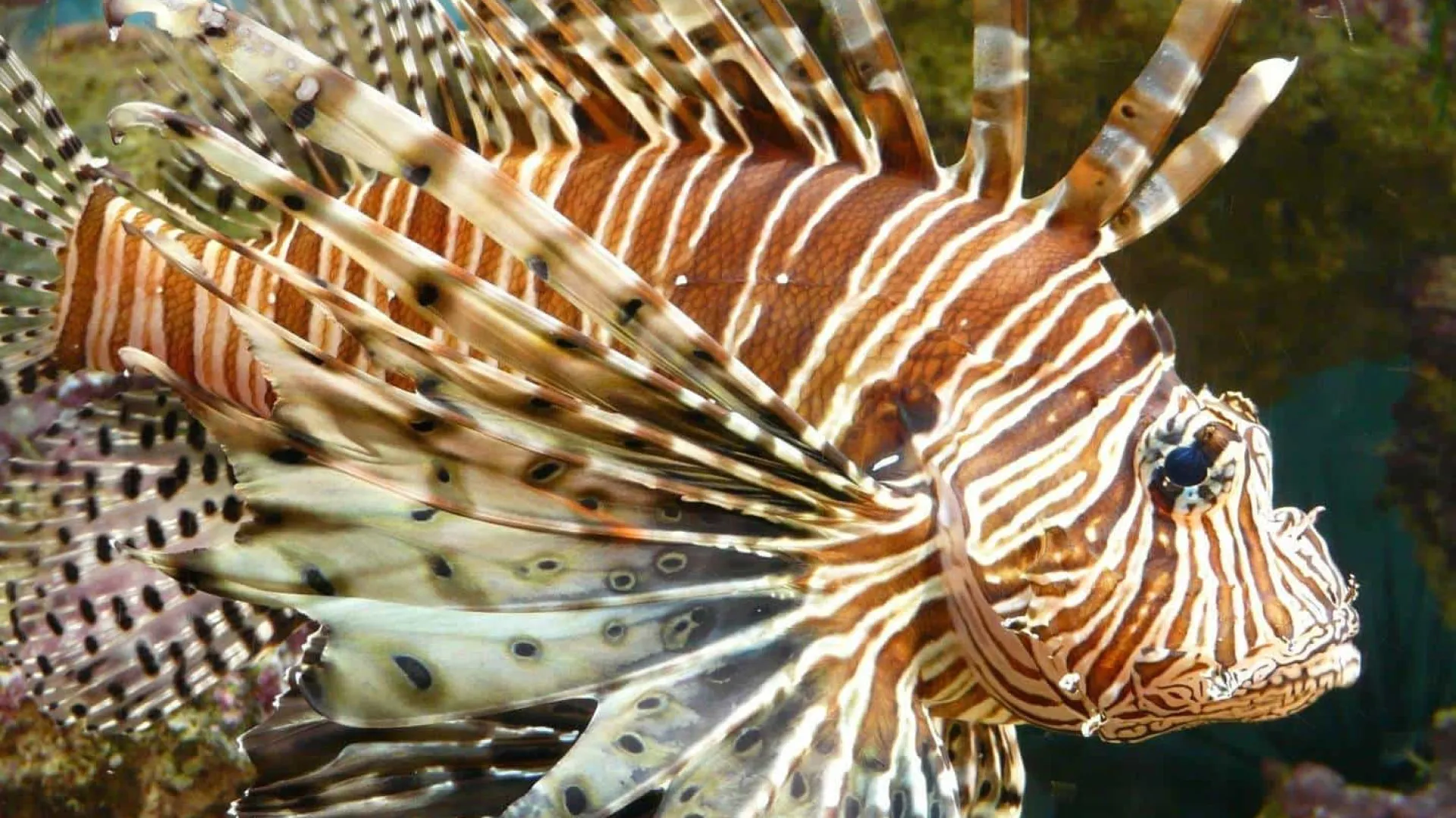 Peixe invasor é identificado em praia turística do Nordeste; entenda qual é risco - img