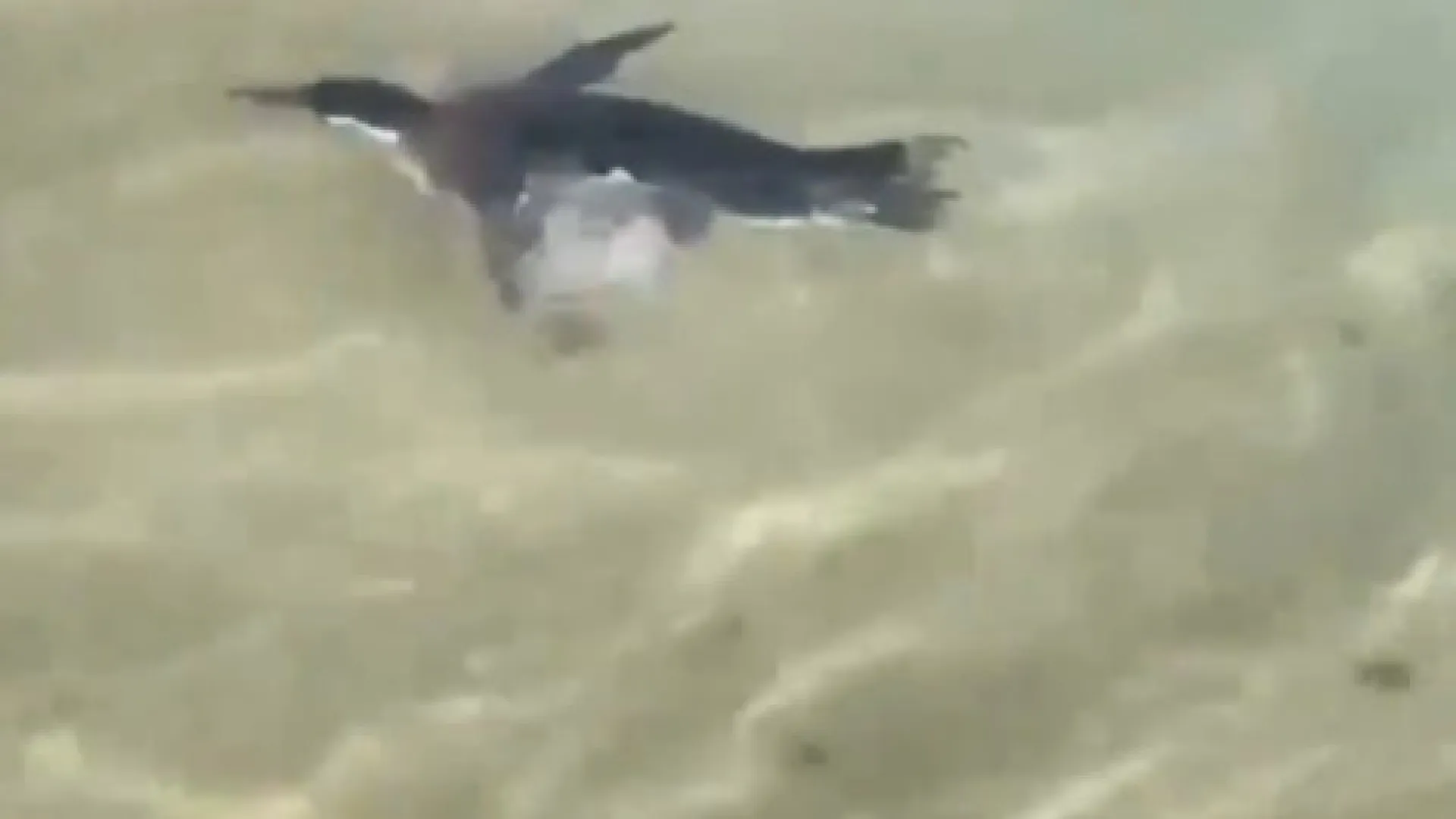 Pinguim é flagrado nadando entre banhistas na praia do Arpoador, no Rio - img