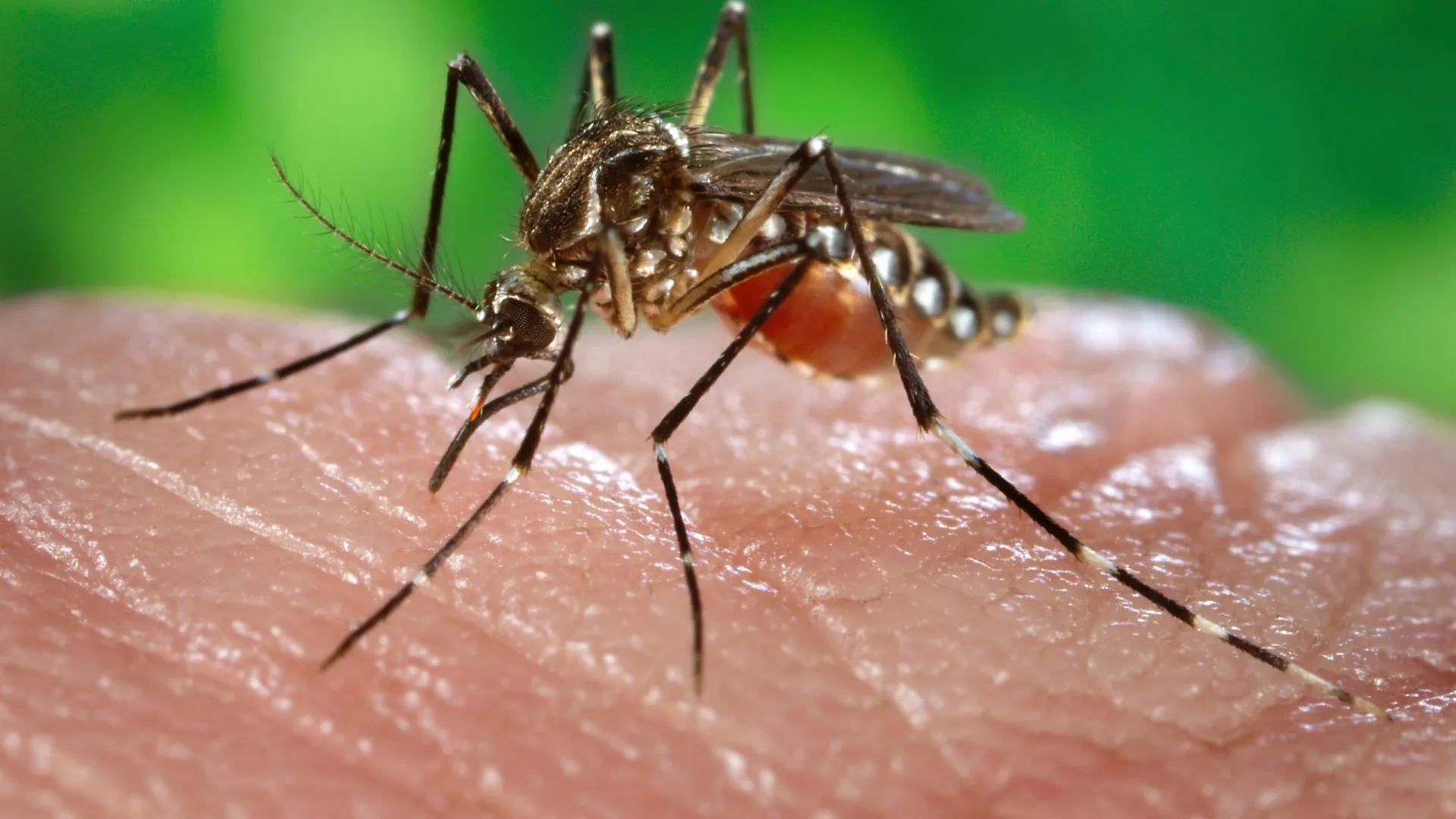 Europa bate recorde de doenças transmitidas por mosquitos - img