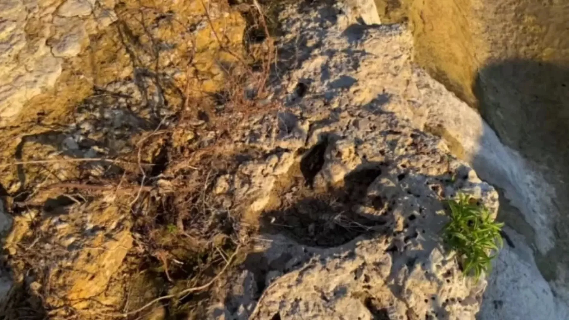 Inundações no Texas revelaram pegadas de dinossauros de milhões de anos - img