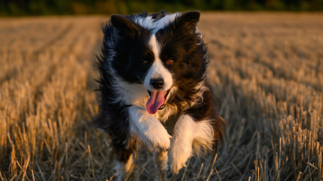 Onze hábitos estranhos que os cães têm (mas que são normais) - img