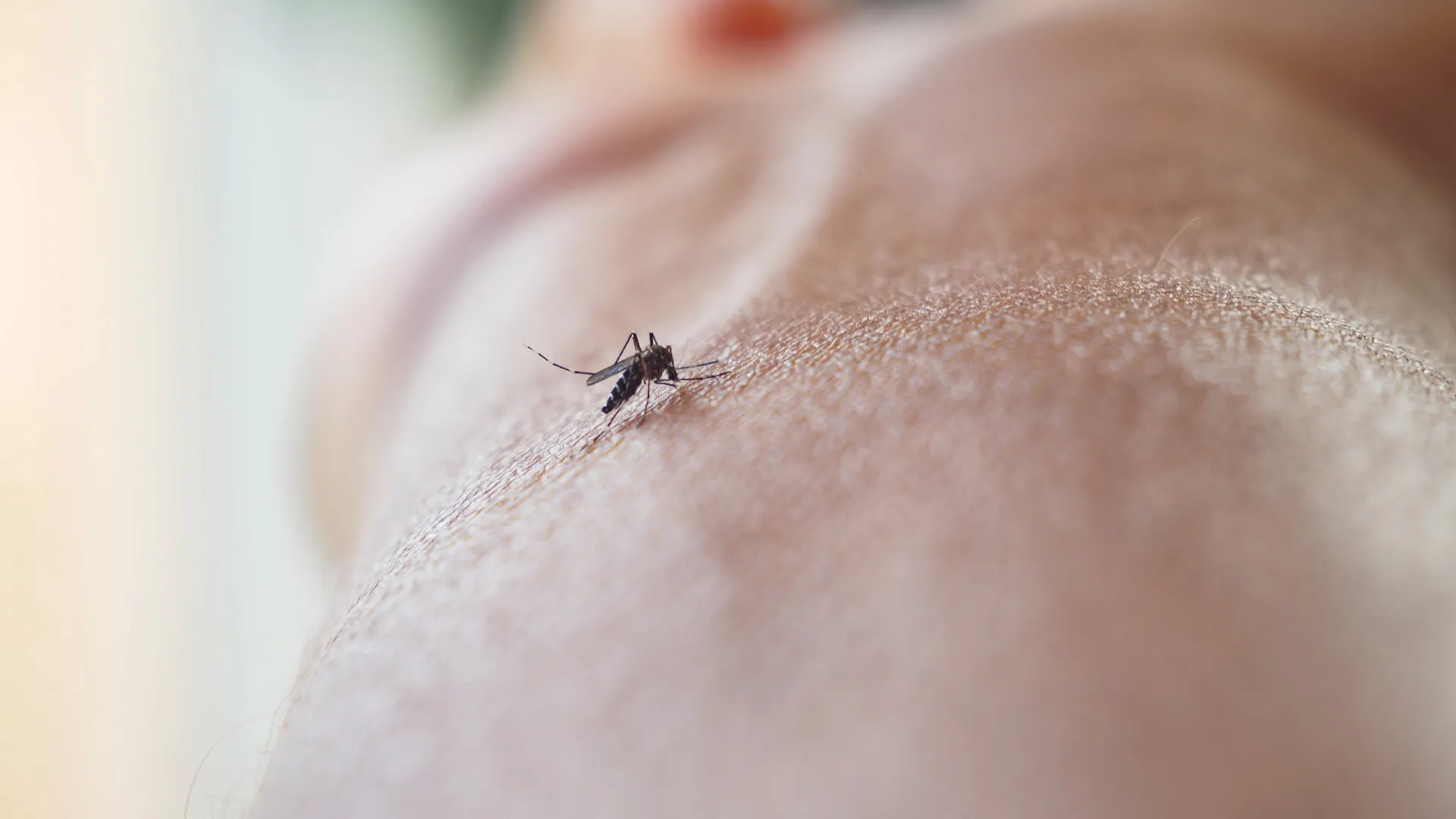 Saiba como prevenir e tratar picadas de mosquitos - img