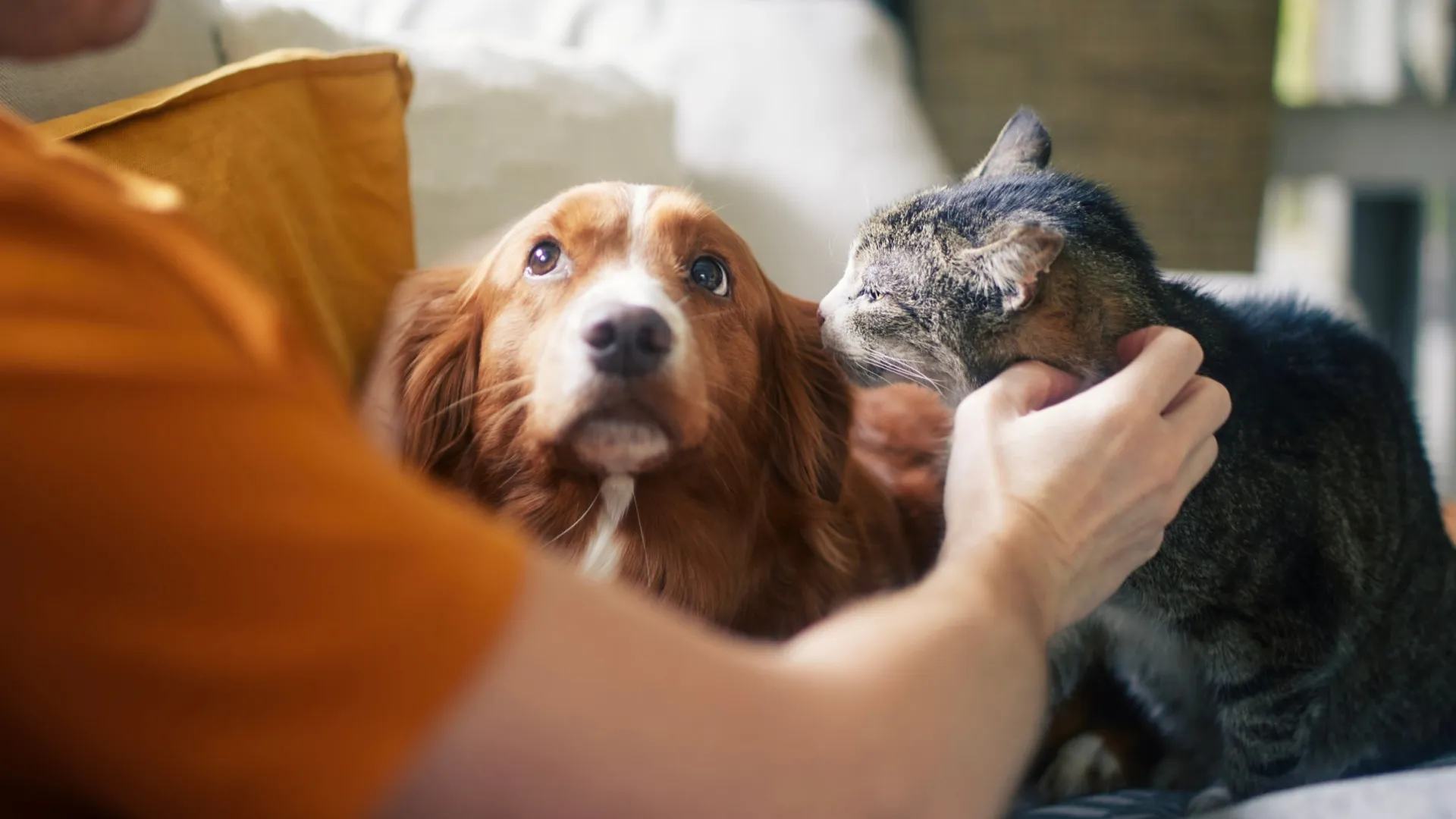 Sua personalidade, de acordo com seu pet favorito - img