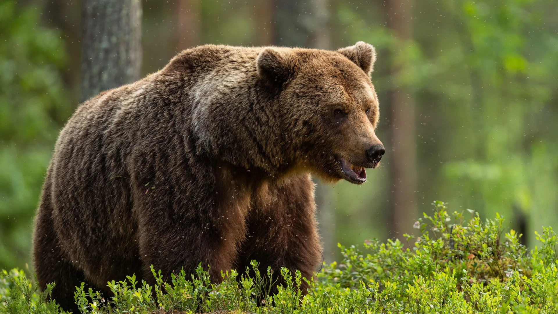 Turista italiano morre após ser atacado por urso em passeio na Romênia - img