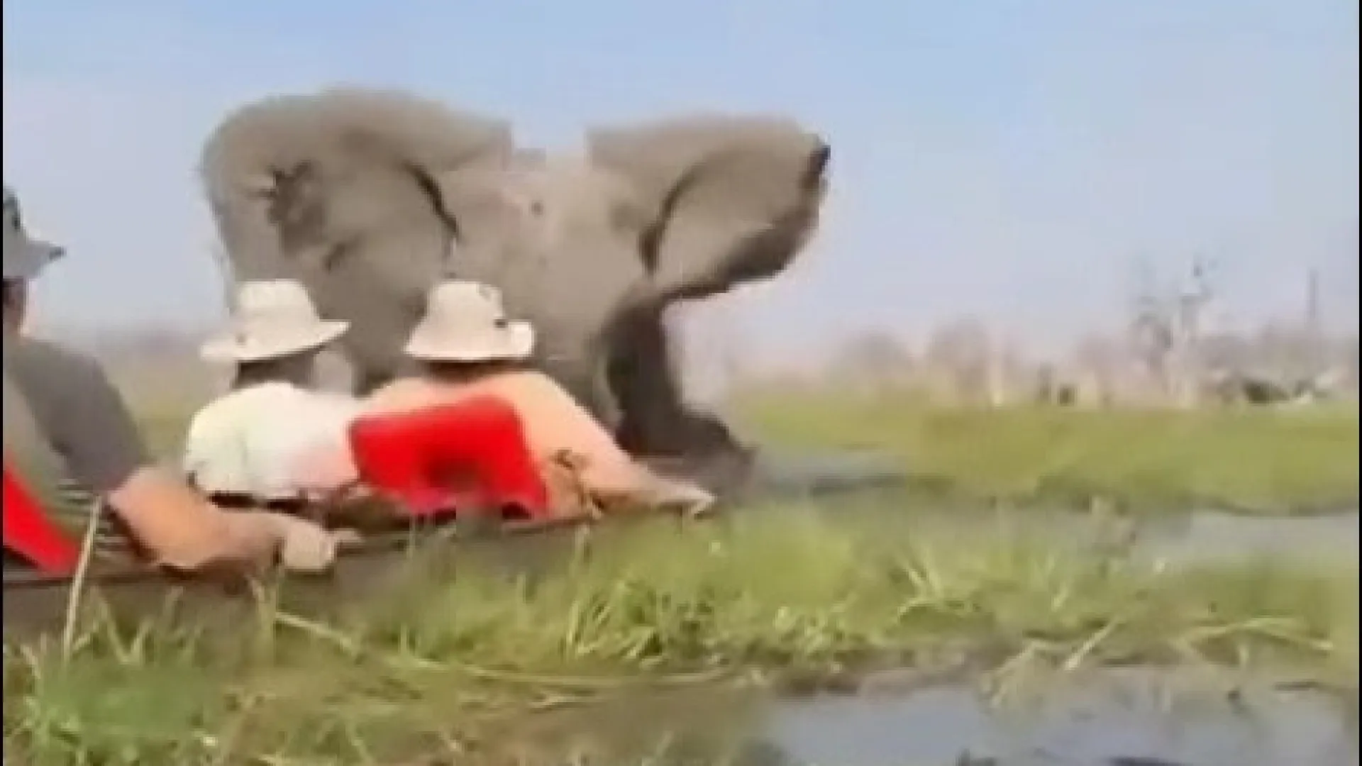 Elefanta vira barco e ataca turistas durante passeio em rio em Botswana - img