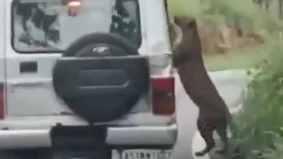 Menino é atacado por leopardo durante safari: "Lesões profundas" 1 Menino é atacado por leopardo durante safari: "Lesões profundas" - img
