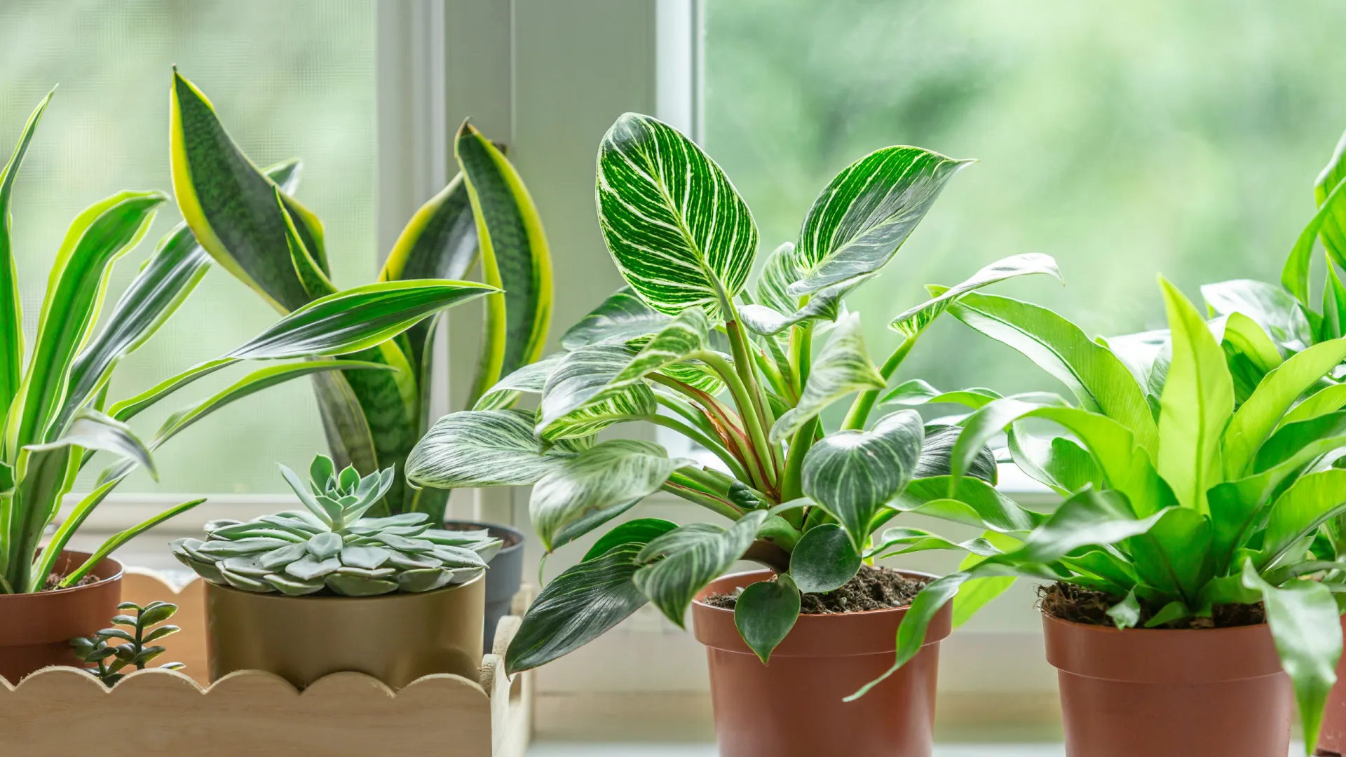 Plantas que atraem dinheiro e boa sorte para sua casa - img