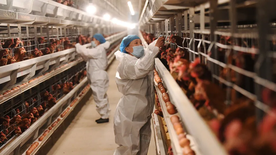Gripe aviária: Agricultura prorroga estado de emergência zoossanitária por 180 dias - img