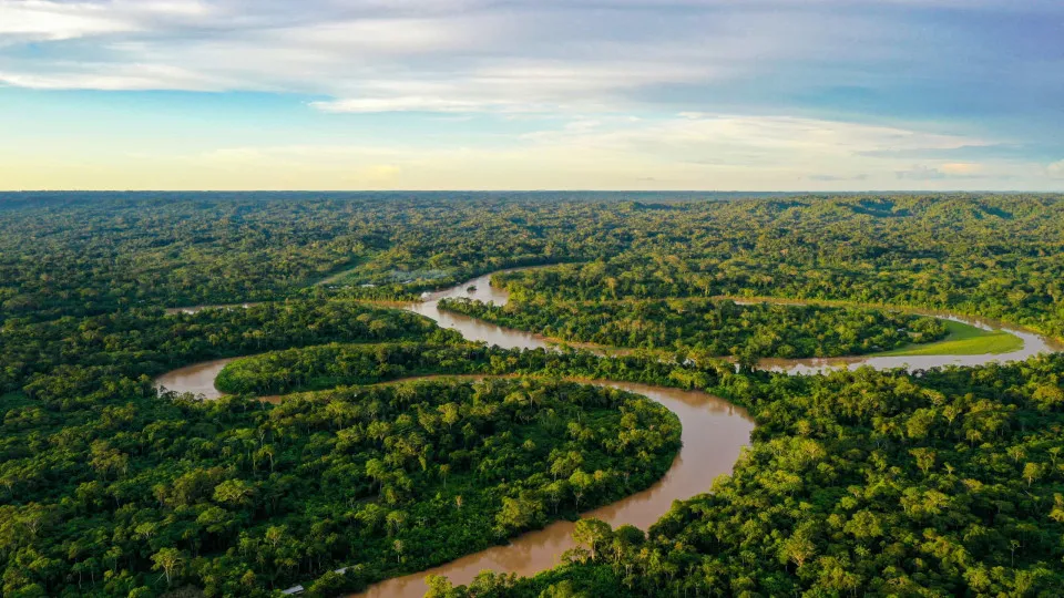 Entenda como funciona o Fundo Florestas Tropicais para Sempre - img
