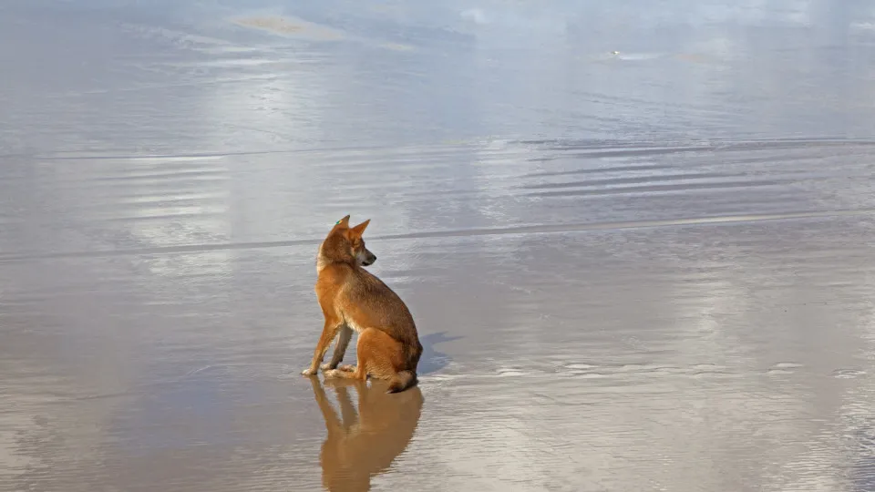 Turista é encontrada morta em praia cercada por cães: “cena horrível” 1 Turista é encontrada morta em praia cercada por cães: “cena horrível” - img