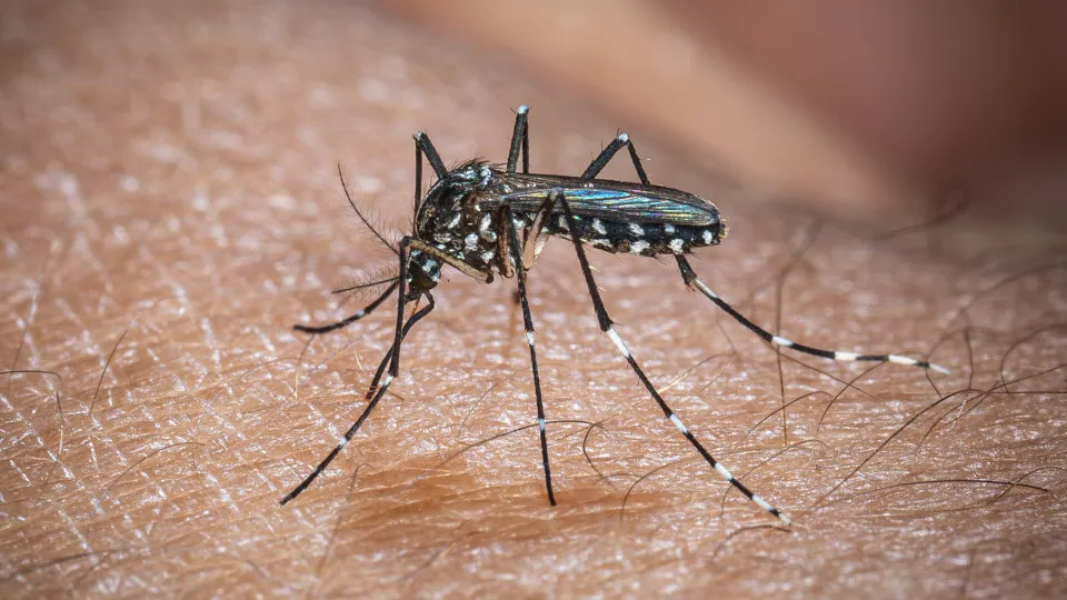 Europa: temperatura alta pode elevar transmissão do vírus Chikungunya - img