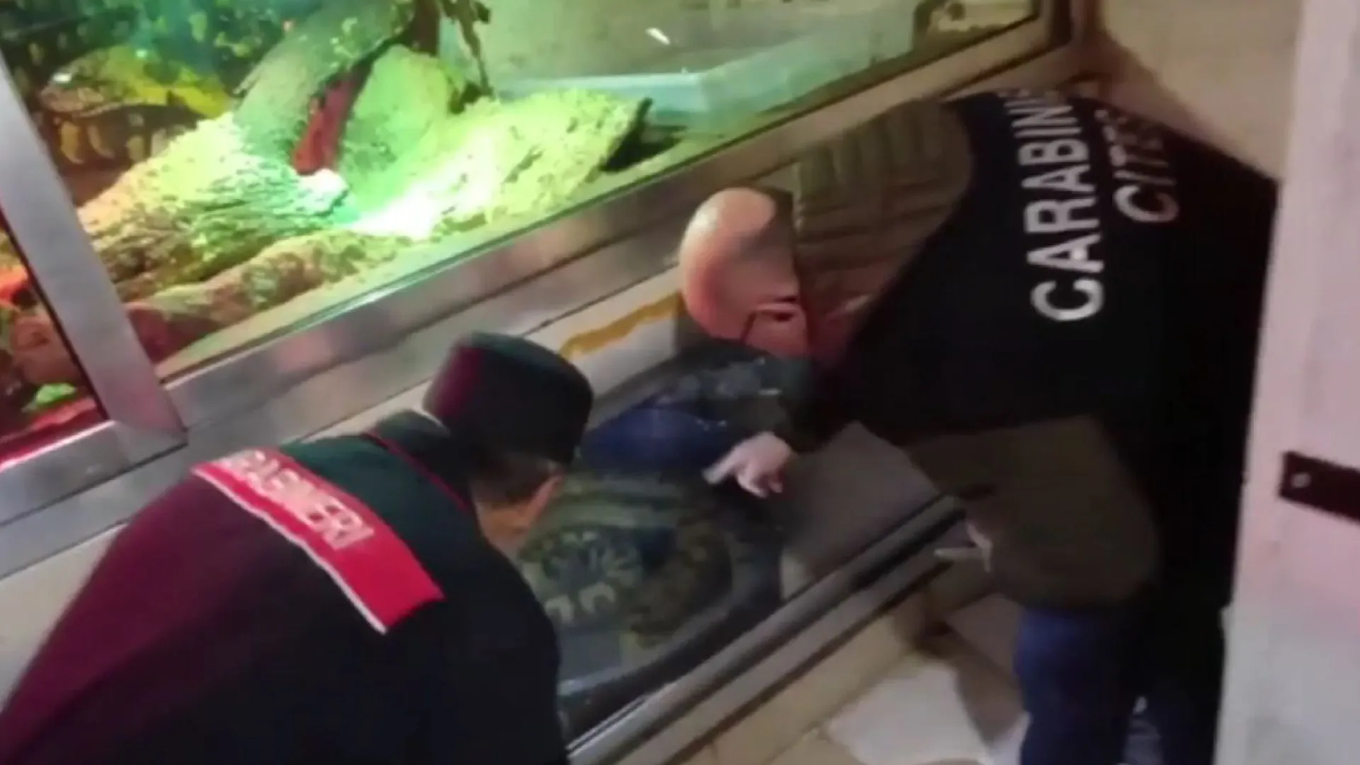 Anacondas, pítons e até crocodilo encontrados em cave de prédio na Itália - img