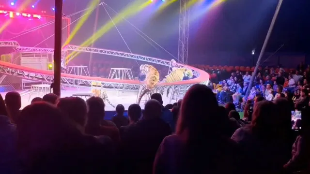 Tigre invade plateia após queda de proteção em circo na Rússia; veja - img